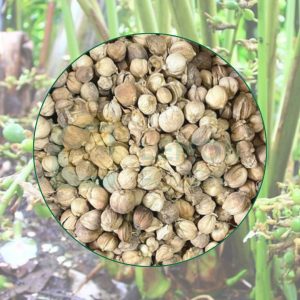 Bạch đậu khấu