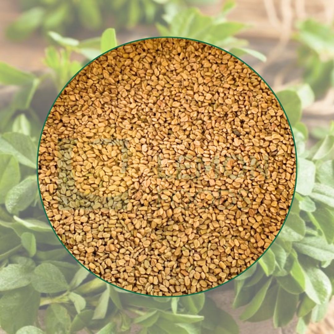 Hạt Fenugreek chứa nhiều dưỡng chất có lợi cho sức khỏe